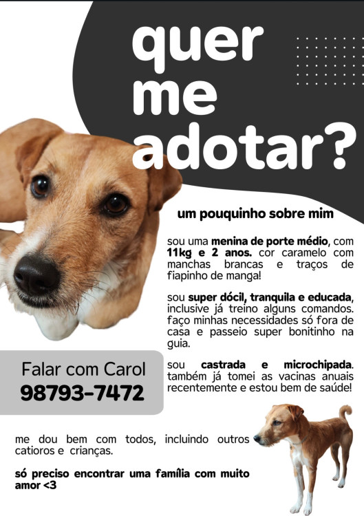 caramela-fiapinho-procura-um-lar-adocao-doacao-cachorro-gato-0
