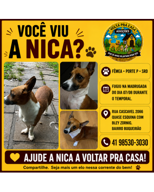 Procura-se NICA