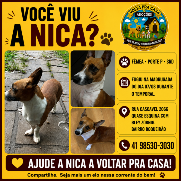procura-se-nica-adocao-doacao-cachorro-gato-0