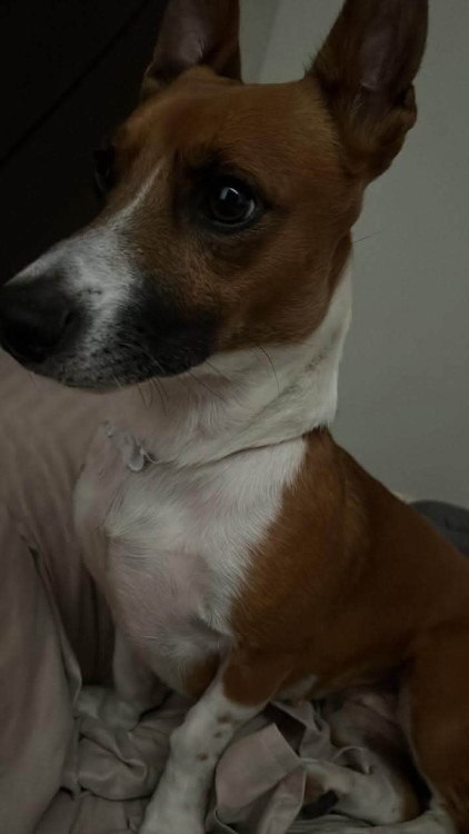 procura-se-nica-adocao-doacao-cachorro-gato-1