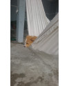 filhote-femea-small-2