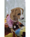 filhote-femea-small-0