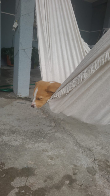 filhote-femea-adocao-doacao-cachorro-gato-2