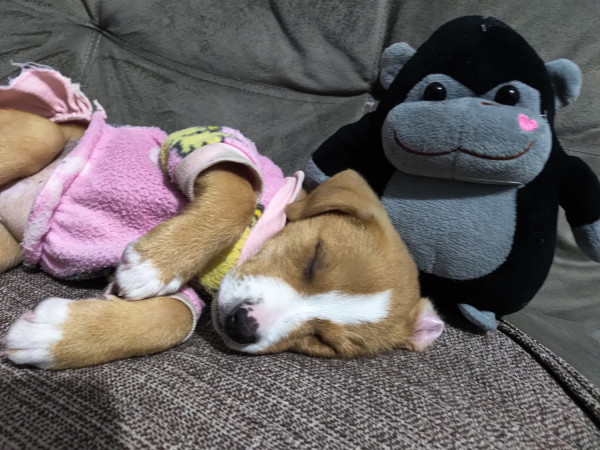 filhote-femea-adocao-doacao-cachorro-gato-1