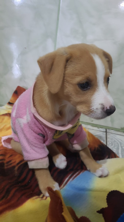 filhote-femea-adocao-doacao-cachorro-gato-0