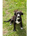 filhote-de-5-meses-para-adocao-small-1
