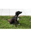 filhote-de-5-meses-para-adocao-small-2