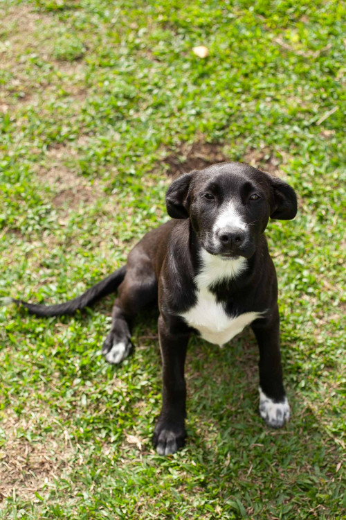 filhote-de-5-meses-para-adocao-adocao-doacao-cachorro-gato-1