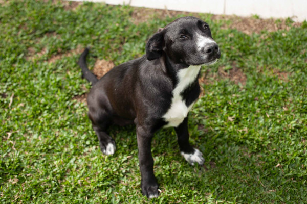 filhote-de-5-meses-para-adocao-adocao-doacao-cachorro-gato-3