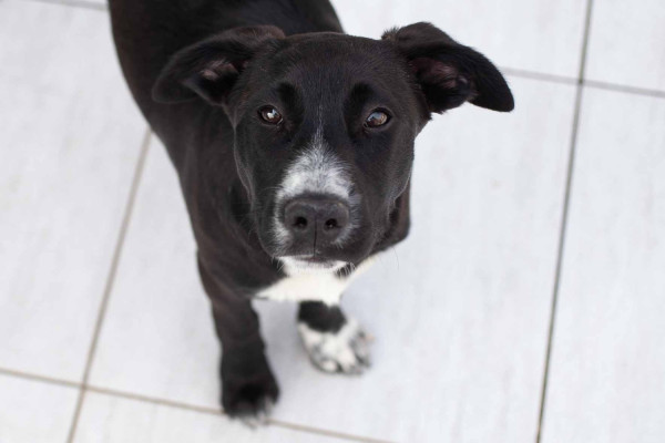 filhote-de-5-meses-para-adocao-adocao-doacao-cachorro-gato-0