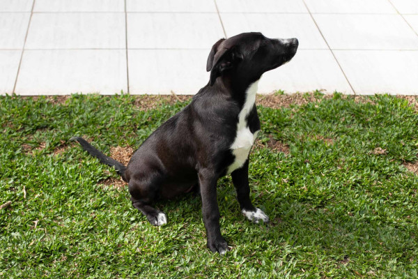 filhote-de-5-meses-para-adocao-adocao-doacao-cachorro-gato-2