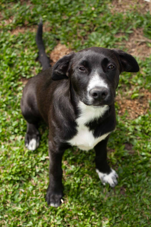 filhote-de-5-meses-para-adocao-adocao-doacao-cachorro-gato-4