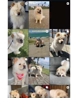 Chow Chow