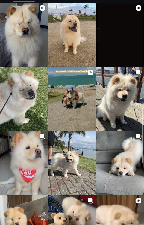 chow-chow-adocao-doacao-cachorro-gato-0