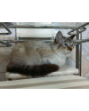 femea-castrada-gotinha-small-4