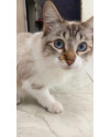 femea-castrada-gotinha-small-3