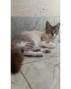femea-castrada-gotinha-small-2