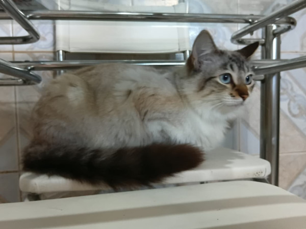 femea-castrada-gotinha-adocao-doacao-cachorro-gato-4