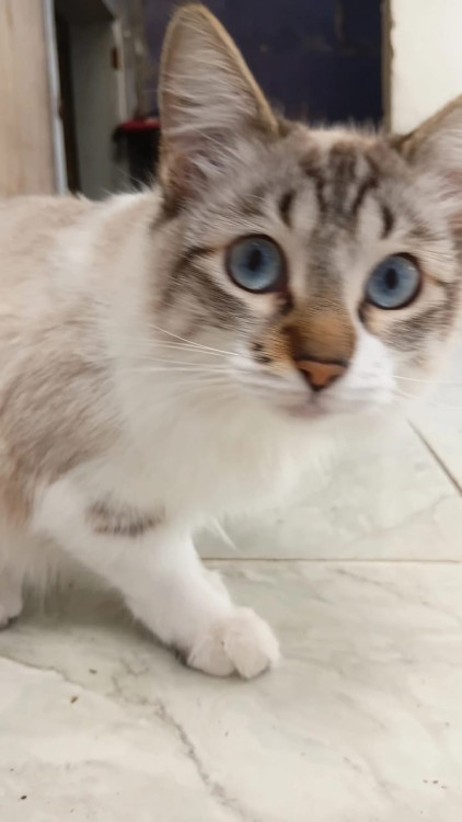 femea-castrada-gotinha-adocao-doacao-cachorro-gato-3