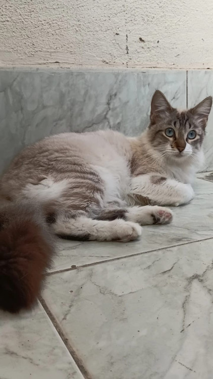 femea-castrada-gotinha-adocao-doacao-cachorro-gato-2