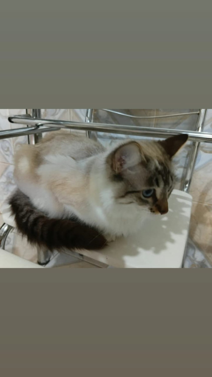 femea-castrada-gotinha-adocao-doacao-cachorro-gato-1