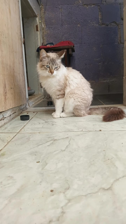 femea-castrada-gotinha-adocao-doacao-cachorro-gato-0