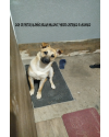 cachorro-small-0
