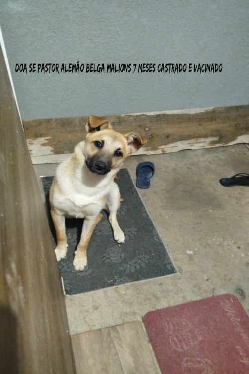 cachorro-adocao-doacao-cachorro-gato-0