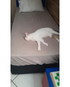 adote-o-galeguinho-small-3