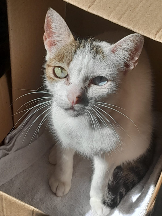 adote-o-galeguinho-adocao-doacao-cachorro-gato-1