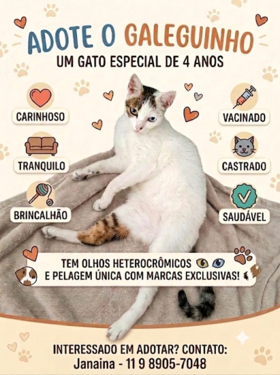 adote-o-galeguinho-adocao-doacao-cachorro-gato-3