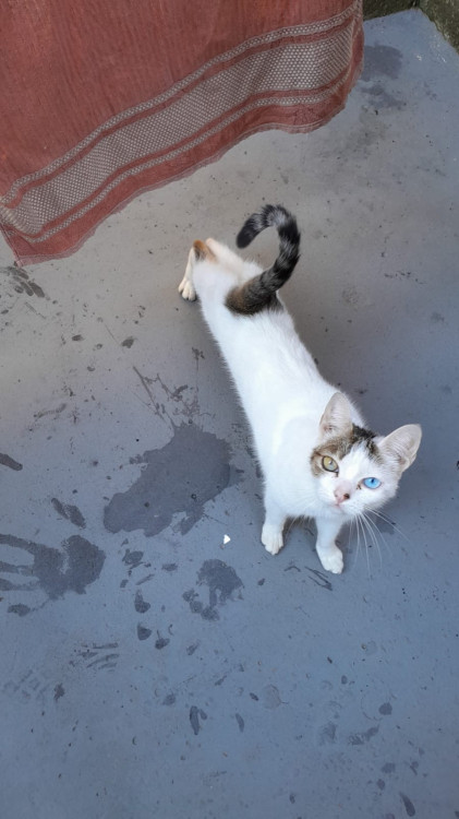 adote-o-galeguinho-adocao-doacao-cachorro-gato-1