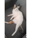adote-o-galeguinho-small-0