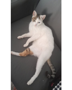 Adote o Galeguinho