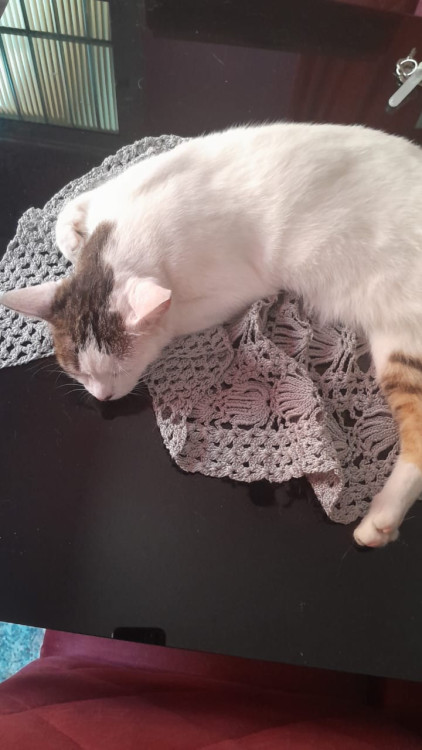 adote-o-galeguinho-adocao-doacao-cachorro-gato-3