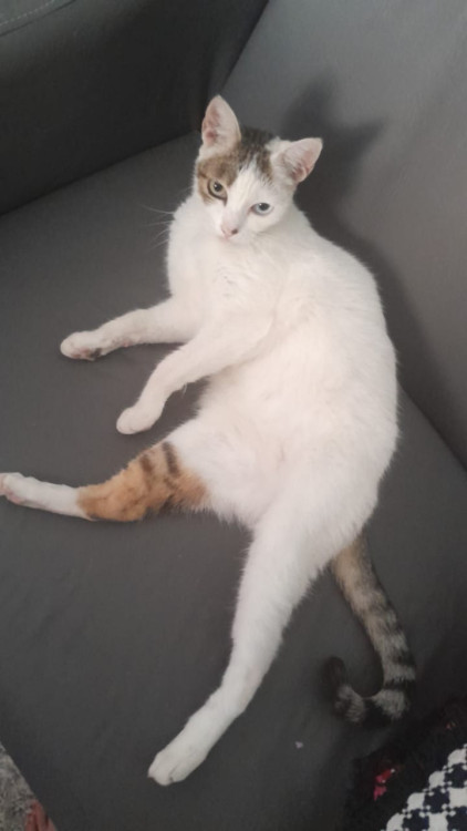 adote-o-galeguinho-adocao-doacao-cachorro-gato-0