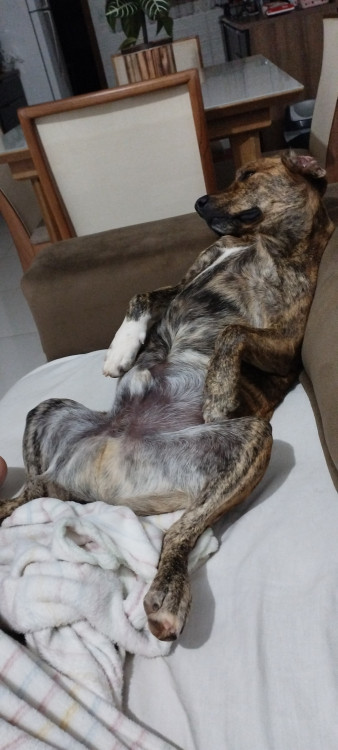 pepe-precisa-de-um-lar-adocao-doacao-cachorro-gato-3
