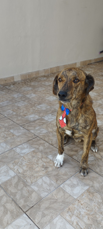 pepe-precisa-de-um-lar-adocao-doacao-cachorro-gato-1