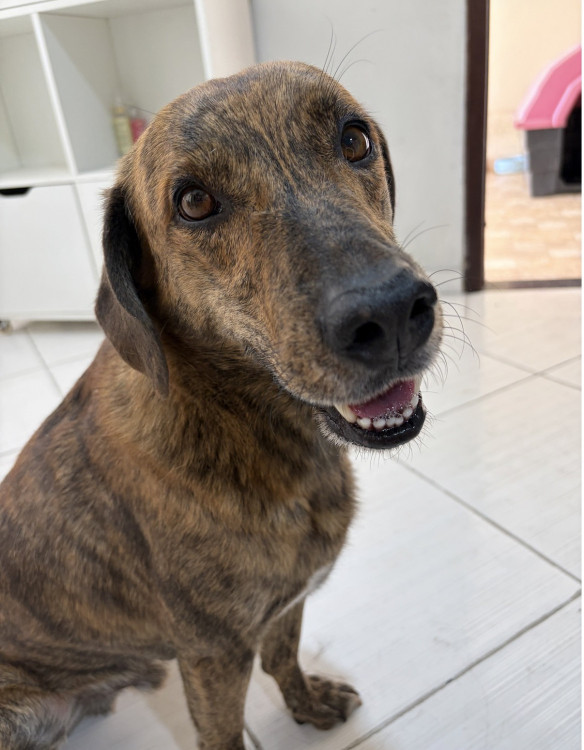 pepe-precisa-de-um-lar-adocao-doacao-cachorro-gato-0