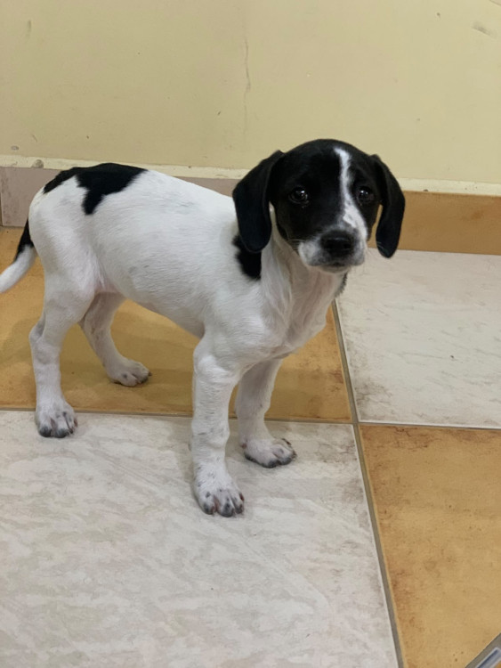 bianca-adocao-doacao-cachorro-gato-0