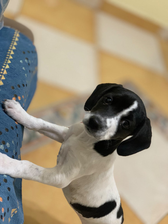 bianca-adocao-doacao-cachorro-gato-3