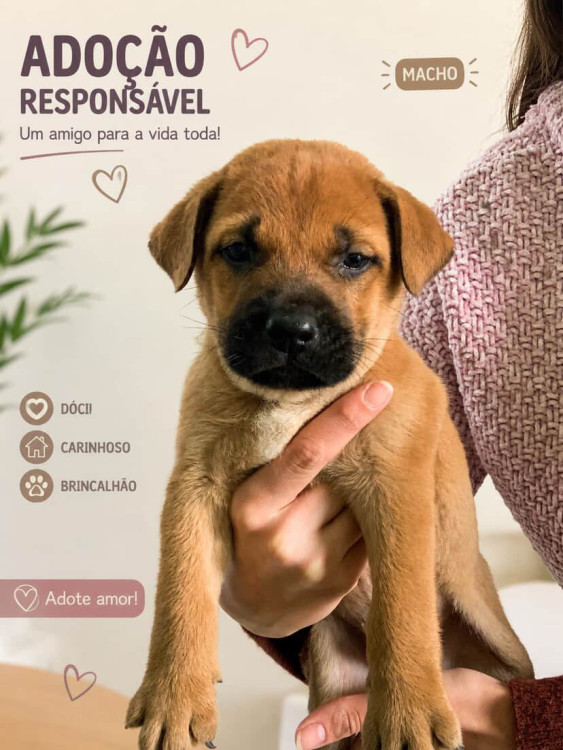 filhote-para-adocao-adocao-doacao-cachorro-gato-0
