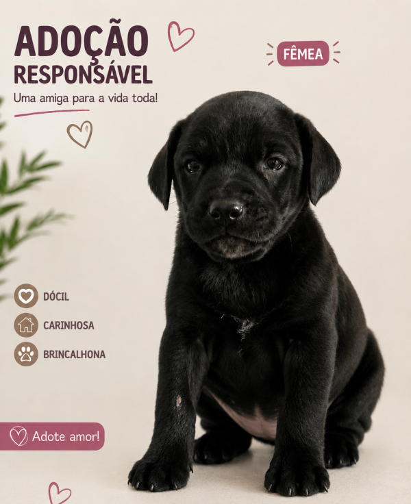 filhote-para-adocao-adocao-doacao-cachorro-gato-0