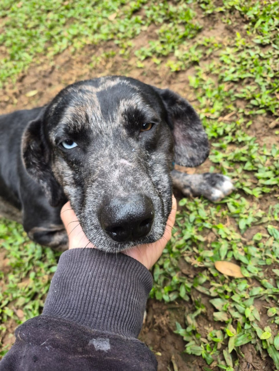 aqui-esta-o-mars-esperando-voce-adocao-doacao-cachorro-gato-0