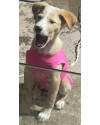 betinha-doguinha-curiosa-small-4