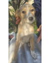 betinha-doguinha-curiosa-small-1