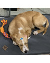 betinha-doguinha-curiosa-small-3