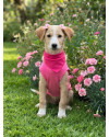 betinha-doguinha-curiosa-small-0