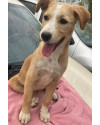 betinha-doguinha-curiosa-small-2
