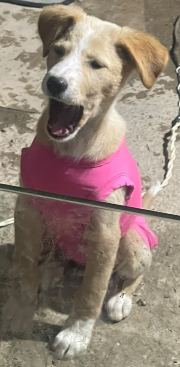 betinha-doguinha-curiosa-adocao-doacao-cachorro-gato-4